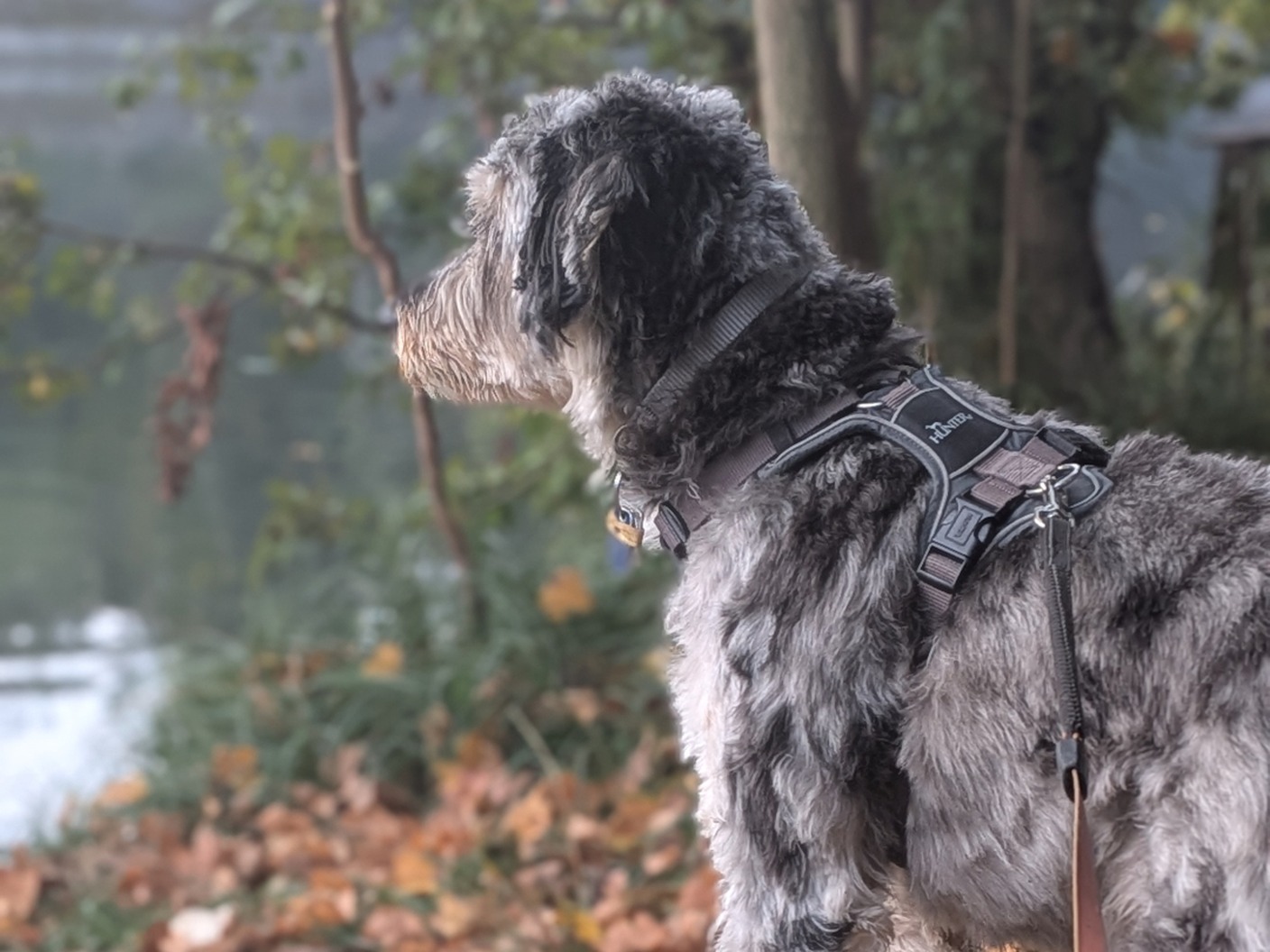 Glói, a grey curly-coated dog wearing a harness, looking across the water among autumn leaves