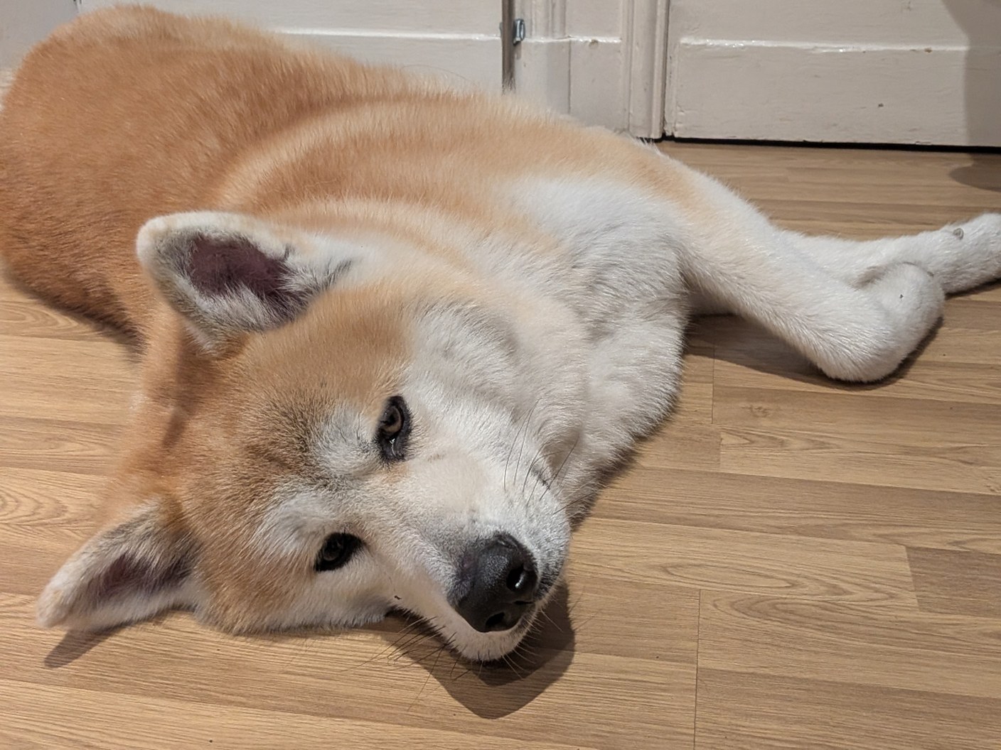 Mushu, a cream and tan dog lying stretched out on the wooden floor, head tilted towards the camera