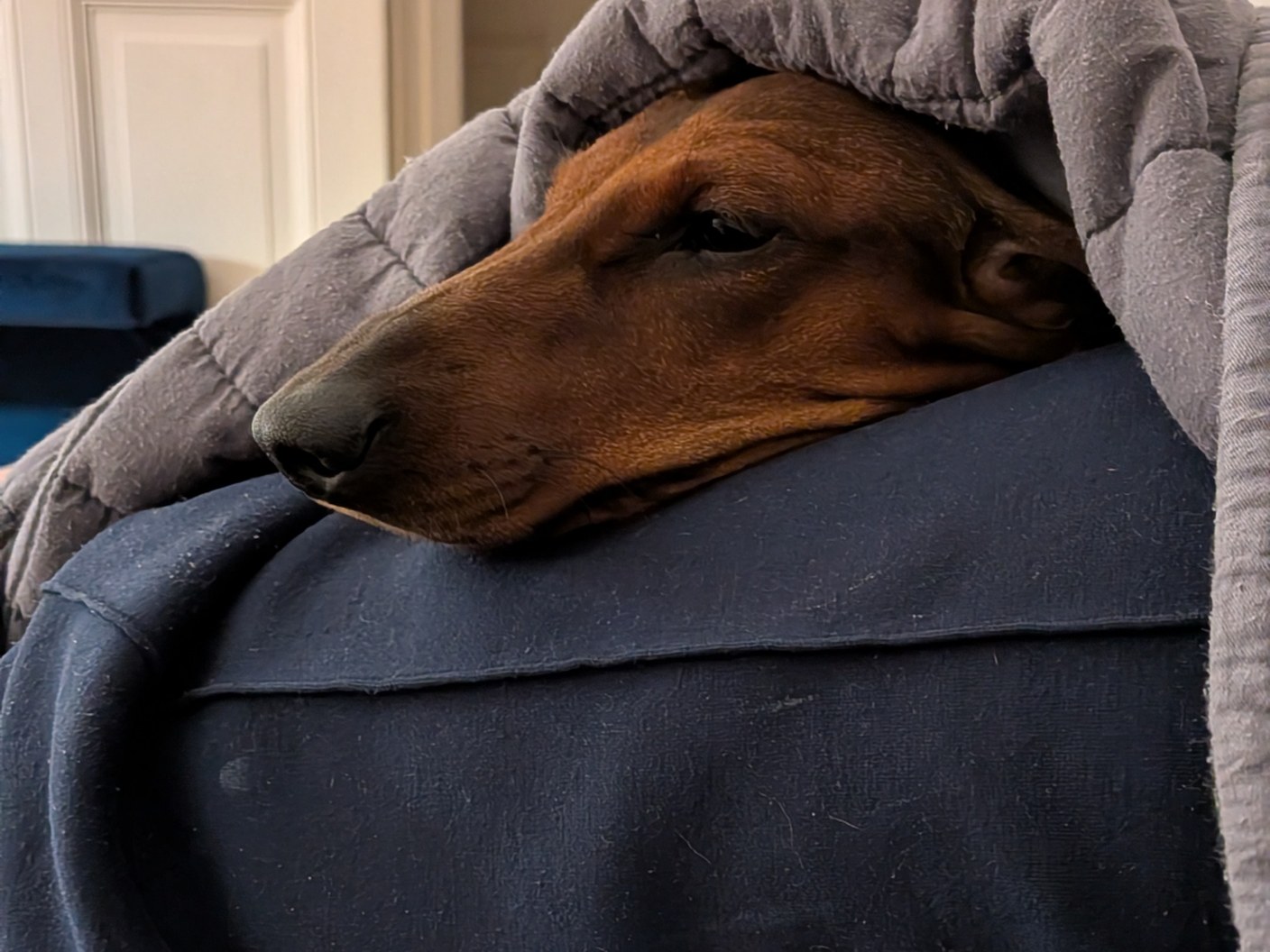 Alma, a brown dog peeking out from under a grey blanket, resting her head on a navy cushion