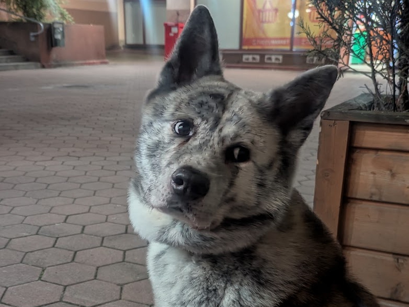 Grey spotted dog with one blue eye sitting on hexagonal pavement