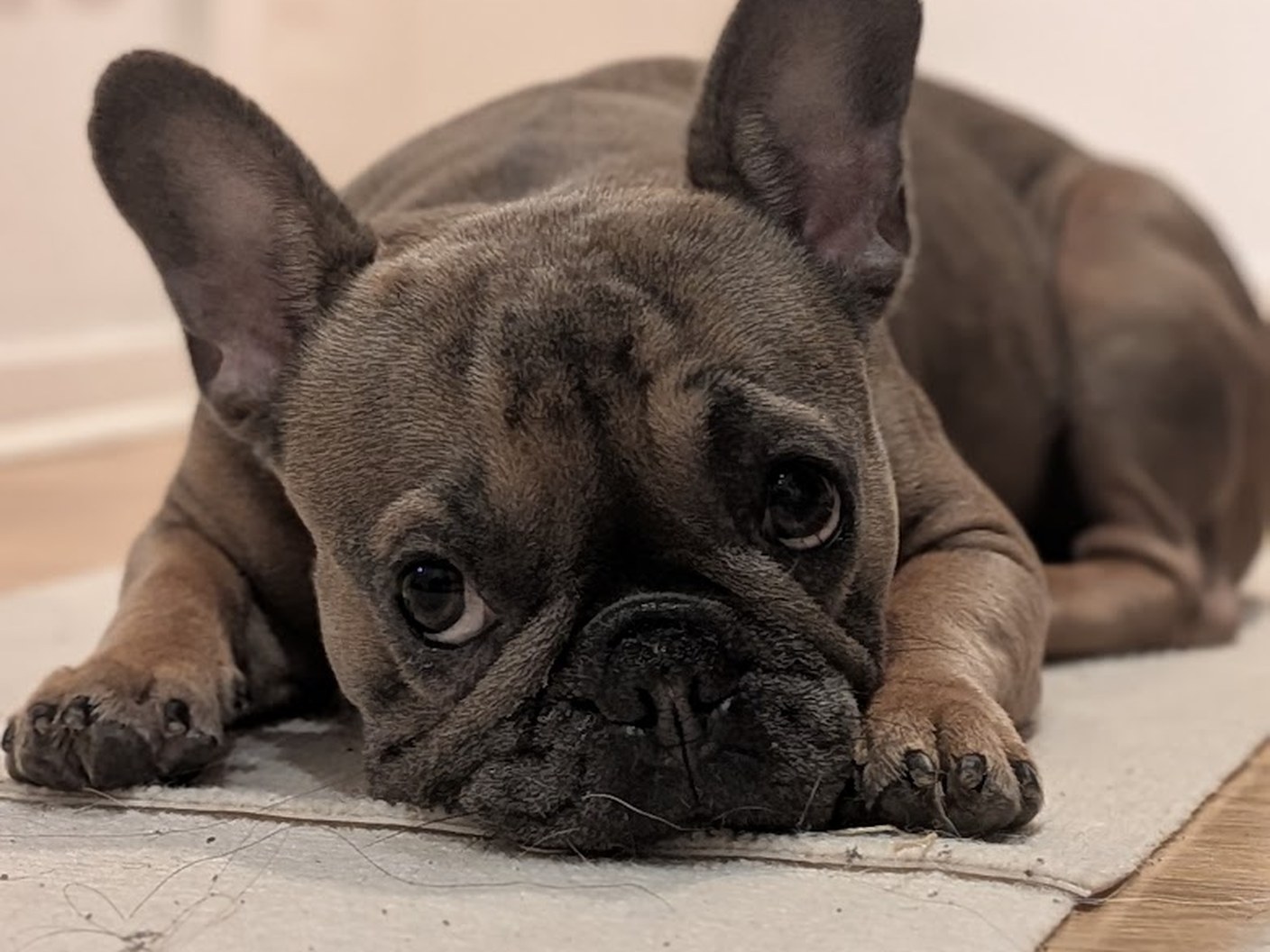 Grey French bulldog lying flat on the floor, looking sleepy