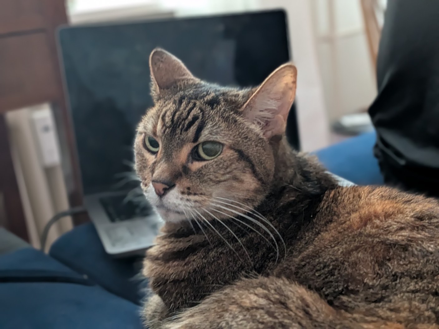 Grey tabby cat lounging by a laptop, looking unimpressed
