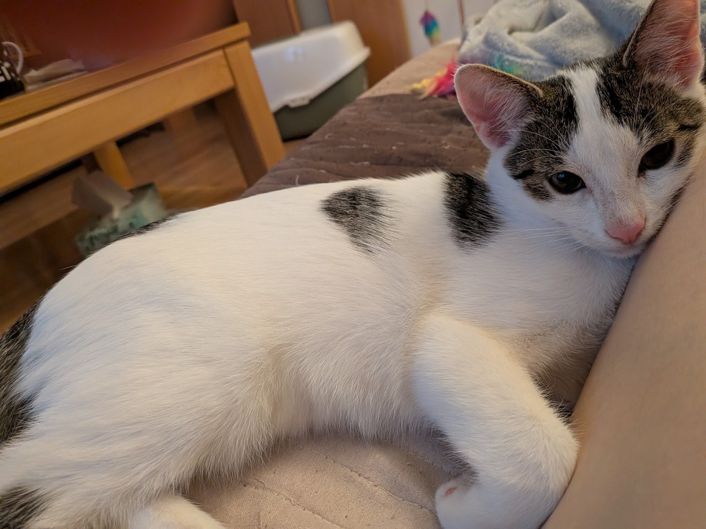 White cat cuddled up on a lap